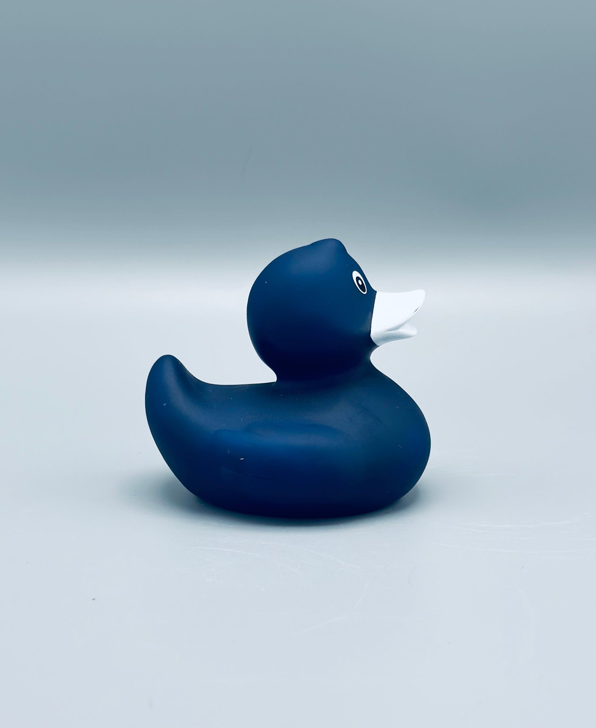 Midnight Blue Duck